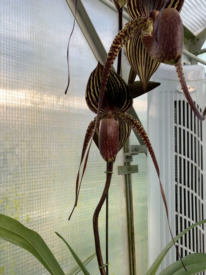 Paphiopedilum Wossner Black Wings (rothschildianum 'Horizontal Wings' x anitum 'Ace')  PAM0241