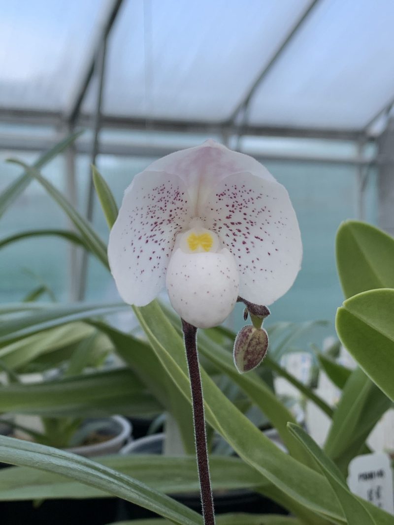 Paphiopedilum Nathaniel's Clarity (niveum ‘Oriental Express’ x thaianum ‘Perfect Circle’) PAB0092