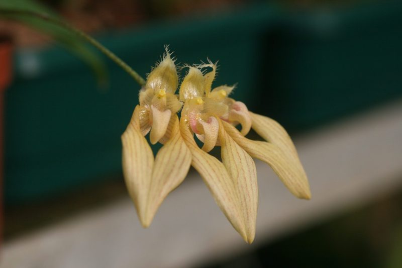 Bulbophyllum annandalei 'Elite's 1st'