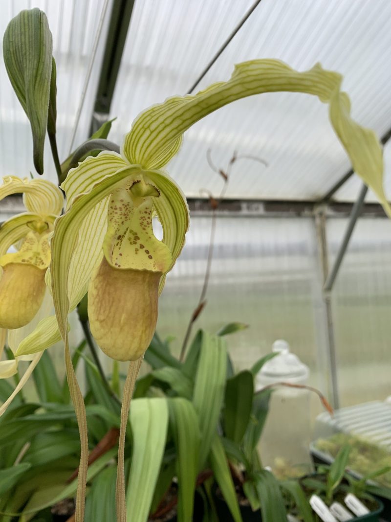 Phragmipedium Paul Eugene Conroy 'Malcolm' (wallisii (warscewiczianum) x longifolium)