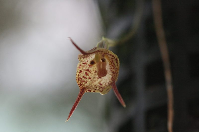 Dracula mopsus #1