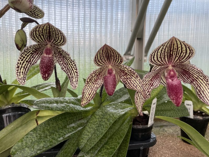 Paphiopedilum Chonsuke Atsugi (Conco-bellatulum ‘Jumbo Jumbo AQ/AOS x rothschildianum ‘X-Hot’ SSM/JOGA) PAM0233