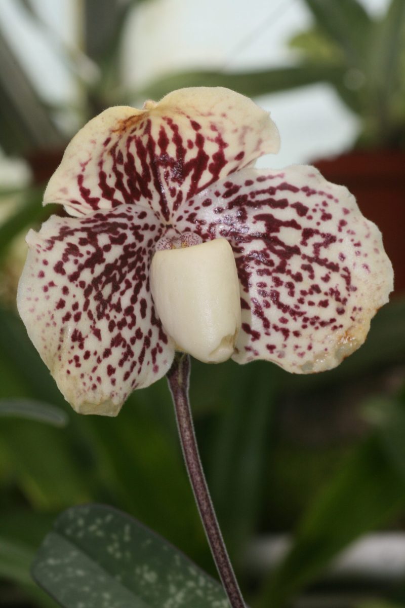 Paphiopedilum godefroyae 'Big' x 'Dark'