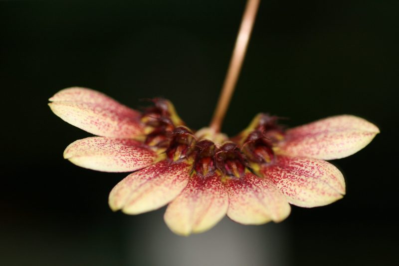 Bulbophyllum lepidum #1