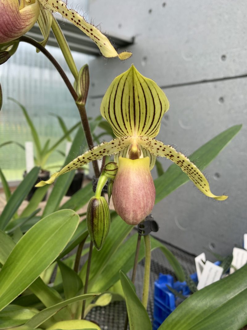 Paphiopedilum Prime Child (rothschildianum ‘High Tower’ x primulinum ‘Gigantic’ AM/AOS)