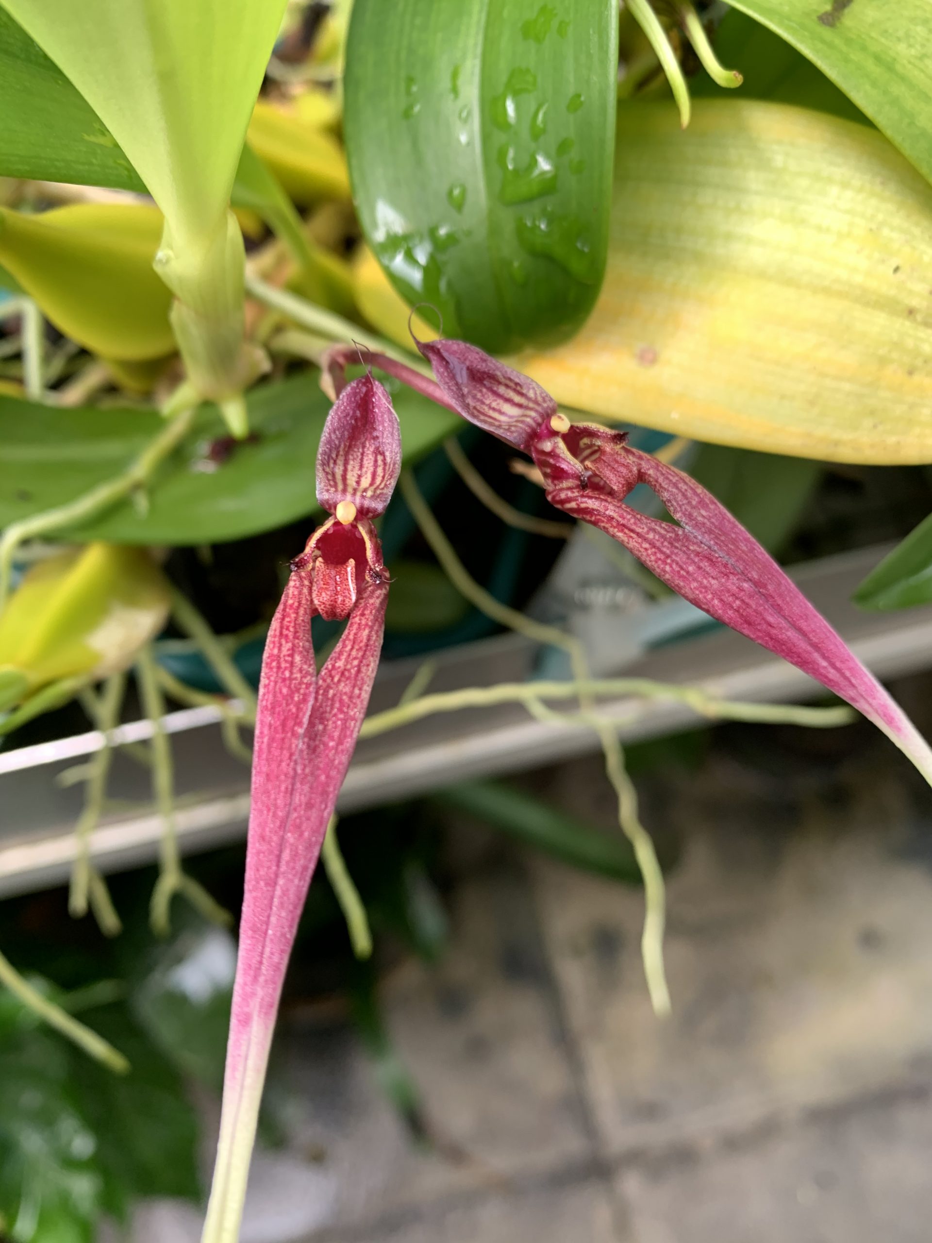 Bulbophyllum Bechinolina beccarii x echinolabium 'Elite's 1st