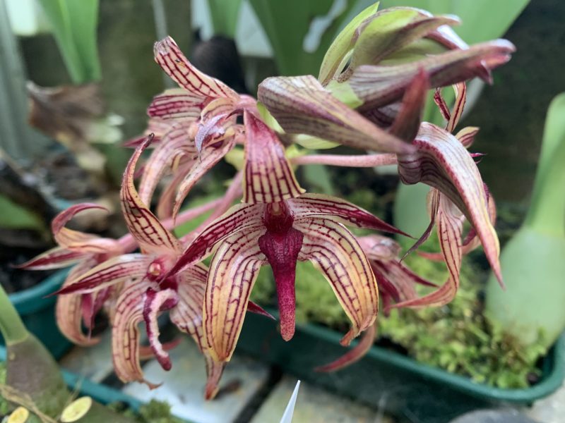 Bulbophyllum Bechinolina (beccarii x echinolabium) 'Elite's 1st'
