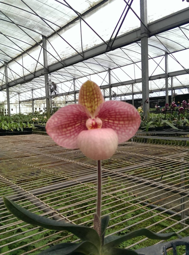 Paphiopedilum Formosa Lady 'Red Sunset' x Liberty Taiwan 'Wilson'  PAP0364
