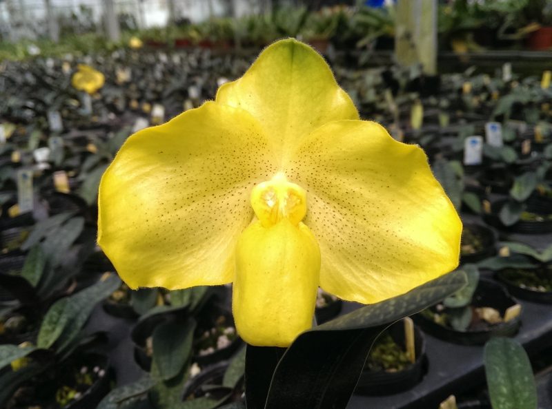 Paphiopedilum Wossner Bellarmi (bellatulum 'Good Dorsal' x Paph. armenaicum '#')