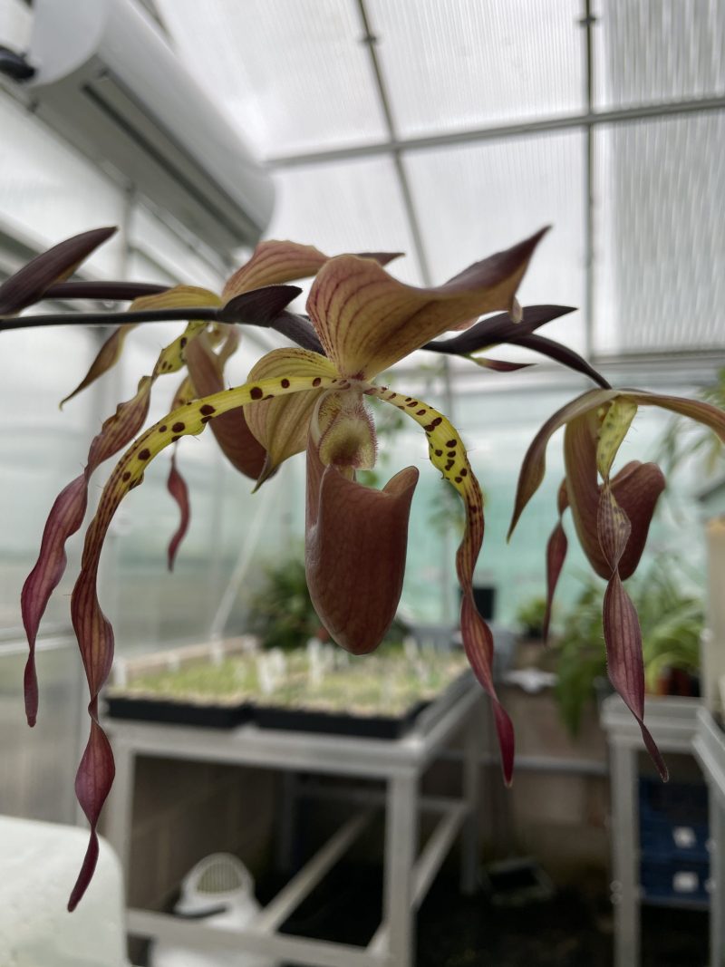 Paphiopedilum Mercatelli (stonei 'Los Osos' x lowii)