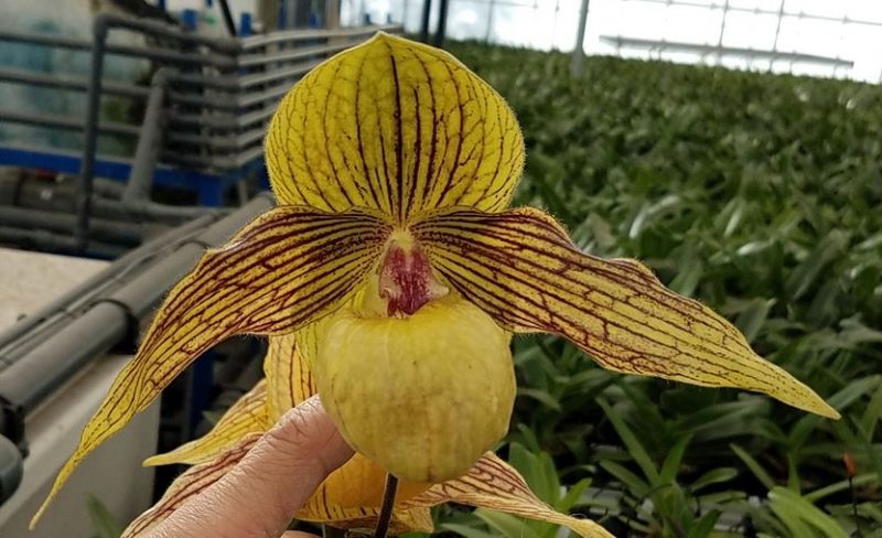 Paphiopedilum Harold Koopowitz (rothschildianum 'Bloomington'× malipoense 'Sam's Choice')