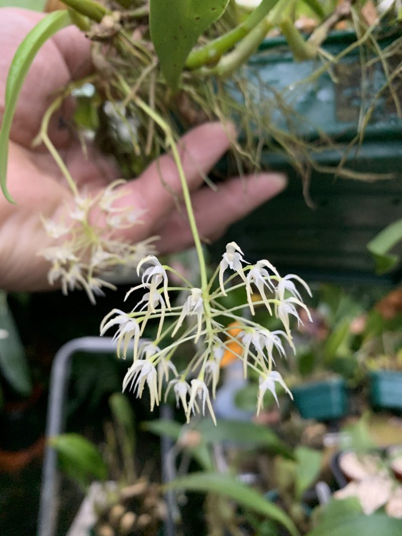 Bulbophyllum laxiflorum 'Elite's 1st'