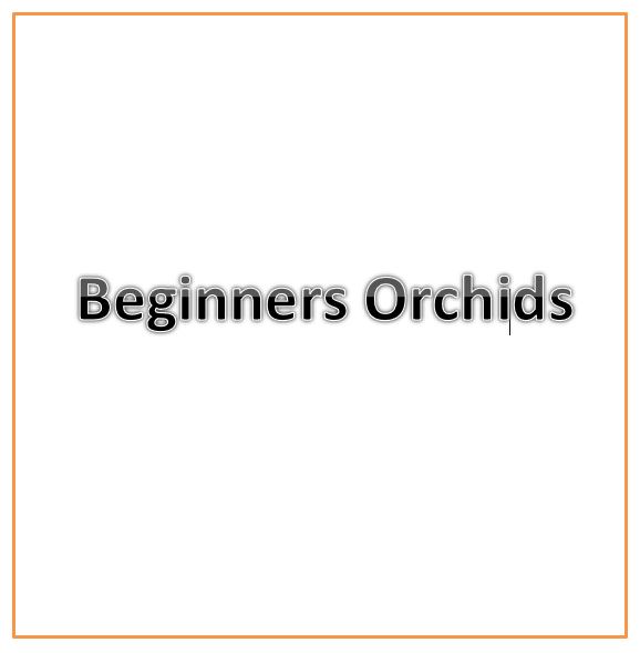 Beginners Orchids