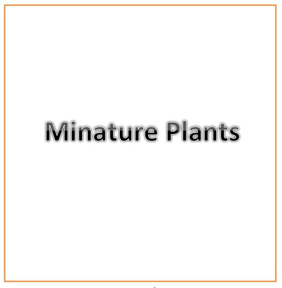 Minature Orchids