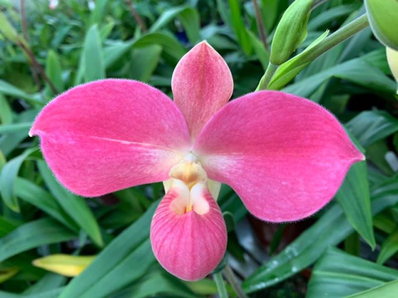 Phragmipedium Vingtaine du Roquier (kovachii x Jersey) EYOF 9610