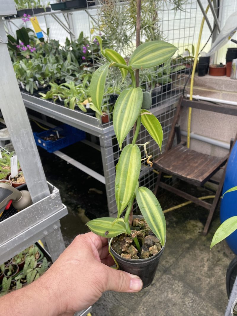 Vanilla planifolia - variegated