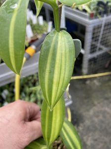 vanilla planifolia variegated elite orchids 