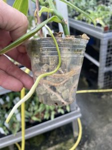 vanilla planifolia variegated elite orchids 