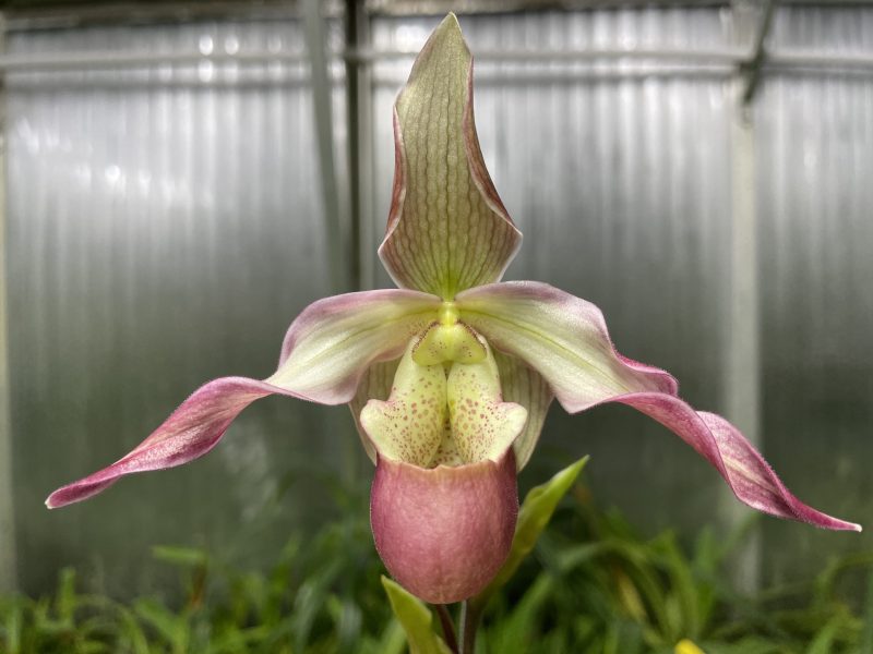 Phragmipedium Calurum (longifolium × Sedenii) 'Roseum - Michael'