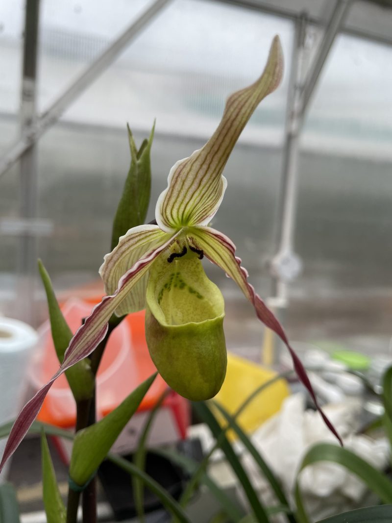 Phragmipedium Green Hornet (longifolium x pearcei)  ‘Elite’s 1st’