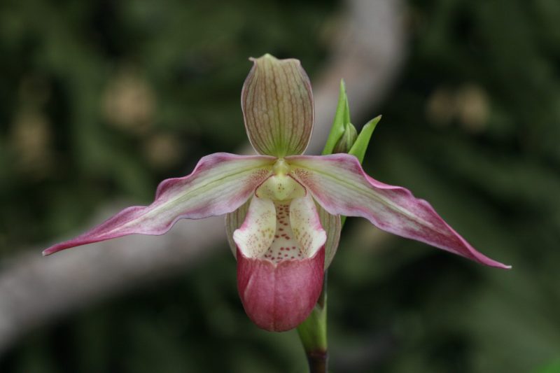 Phragmipedium Lemoinerianum (Calurum x Sedenii)   #00659