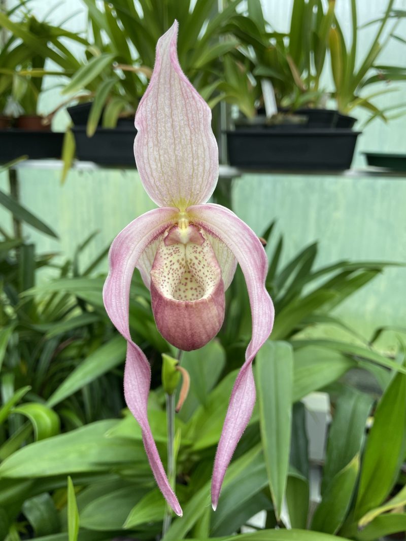 Phragmipedium Schroederae (caudatum x Sedenii) 'Philippe Lecoufle'