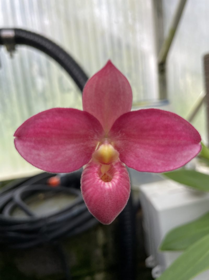 Phragmipedium Barbara LeAnn (besseae x fischeri)