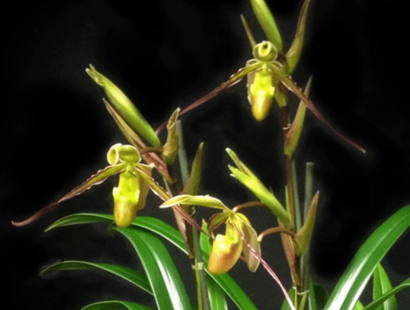 Phragmipedium longifolium fma compactum