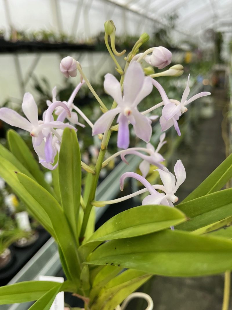 Neostylis Lou Sneary 'Norman'