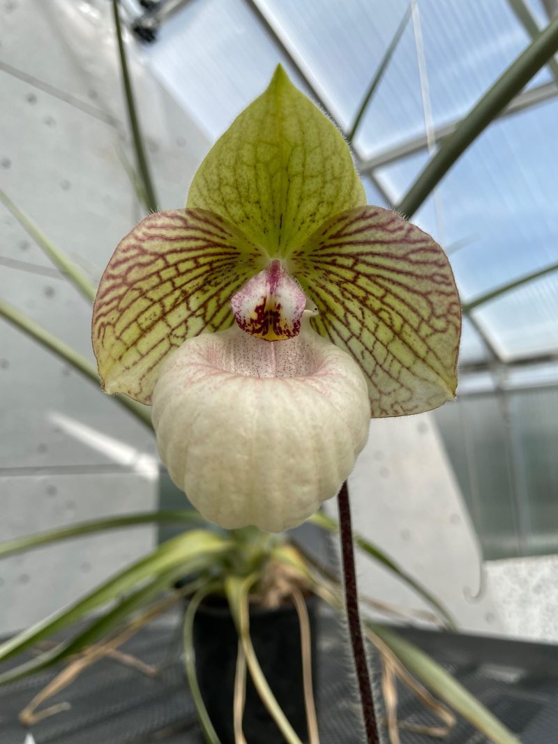 Paphiopedilum Fanaticum (micranthum ‘Red Fox’ x malipoense ‘Red Strips’) PAP0233