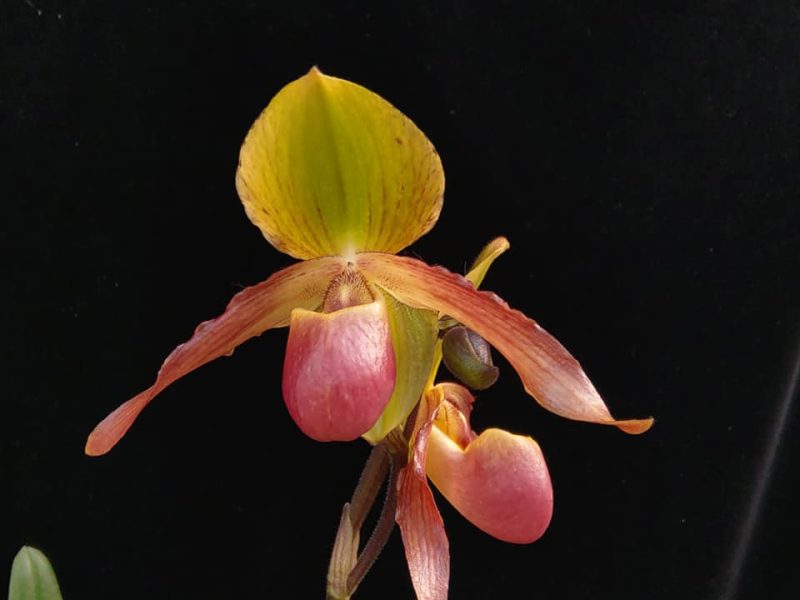 Paphiopedilum InCharm Lady '5A' x helenae 'I.C.'