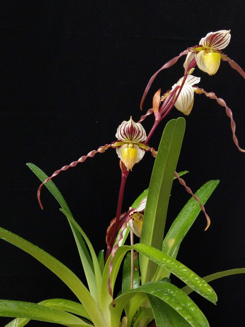 Paphiopedilum philippinense var laevigatum 'In-Charm' x self