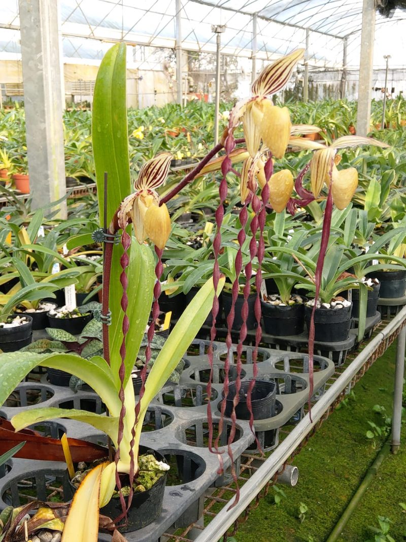 Paphiopedilum Kemp Tower (PEOY x phil) 'In-Charm' AM/AOS x Prince Edward of York 'Hulk'