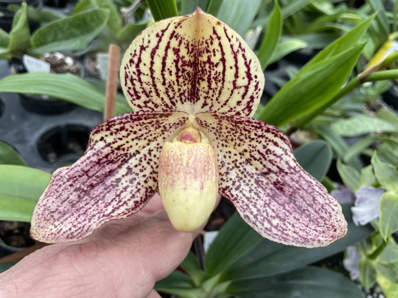 Paphiopedilum In-Charm Lady 'Strike' BM/TPS x leucochilum 'Aya'