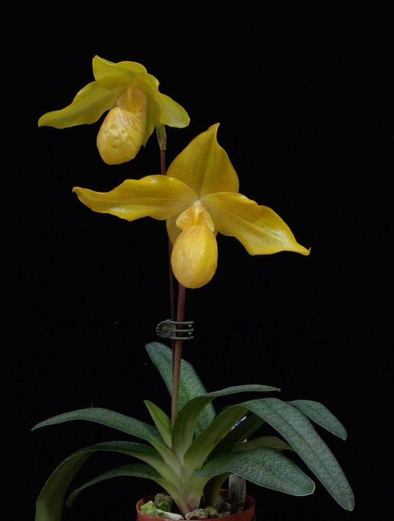 Paphiopedilum armeniacum × Lady Isabel ‘In-Charm’