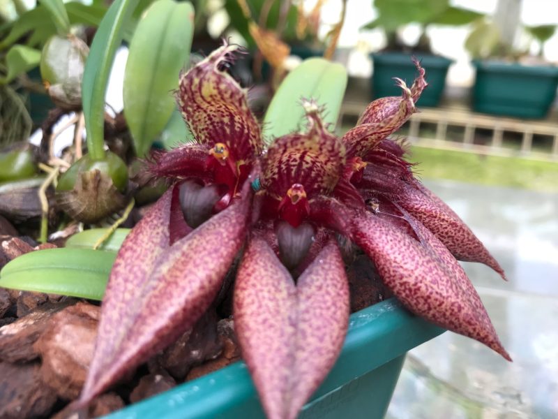 Bulbophyllum pingtungense x frostii  'Elite's 1st'
