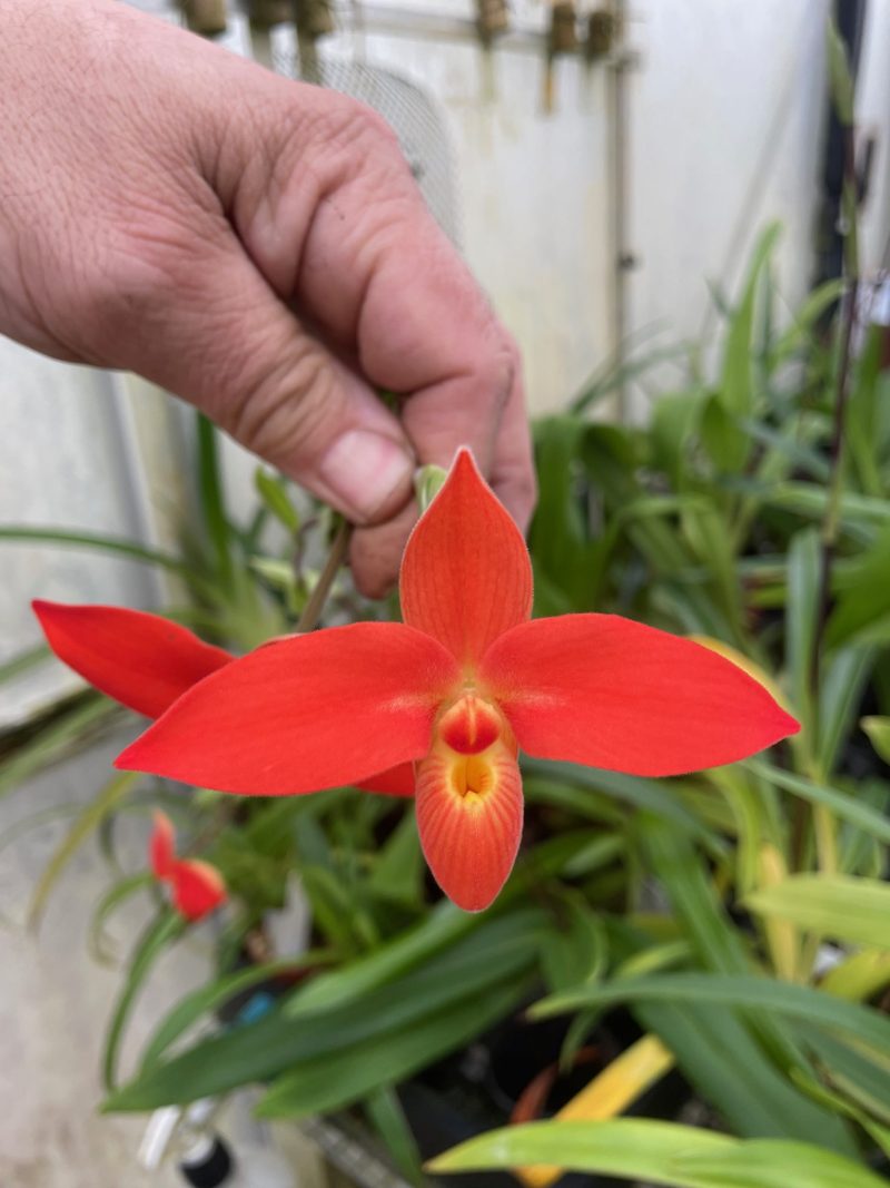 Phragmipedium besseae fma dalessandroi