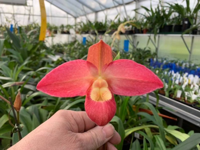 Phragmipedium Jerry Lee Fischer  (besseae 'Rob's Choice' AM/AOS (4N) x Incan Treasure)