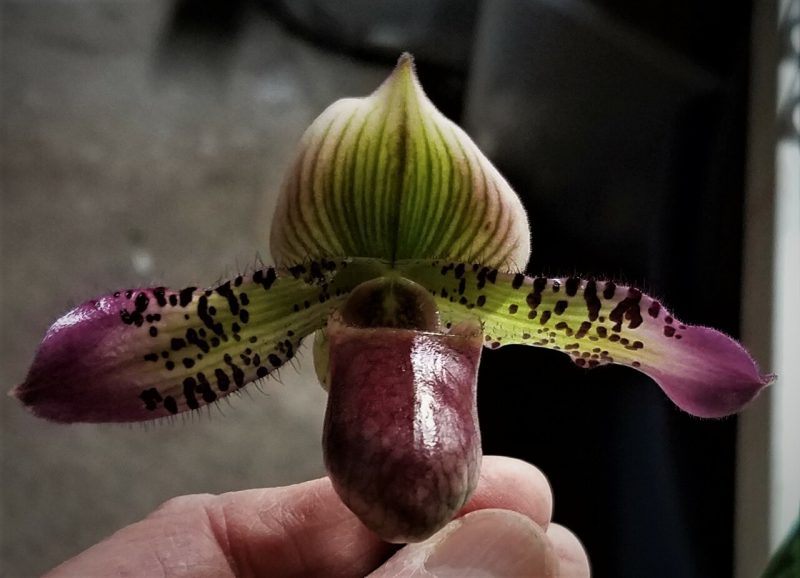 Paphiopedilum Sam Tsui (volonteanum 'Skyscraper' HCC/AOS x argus 'Zephyrus Spots')