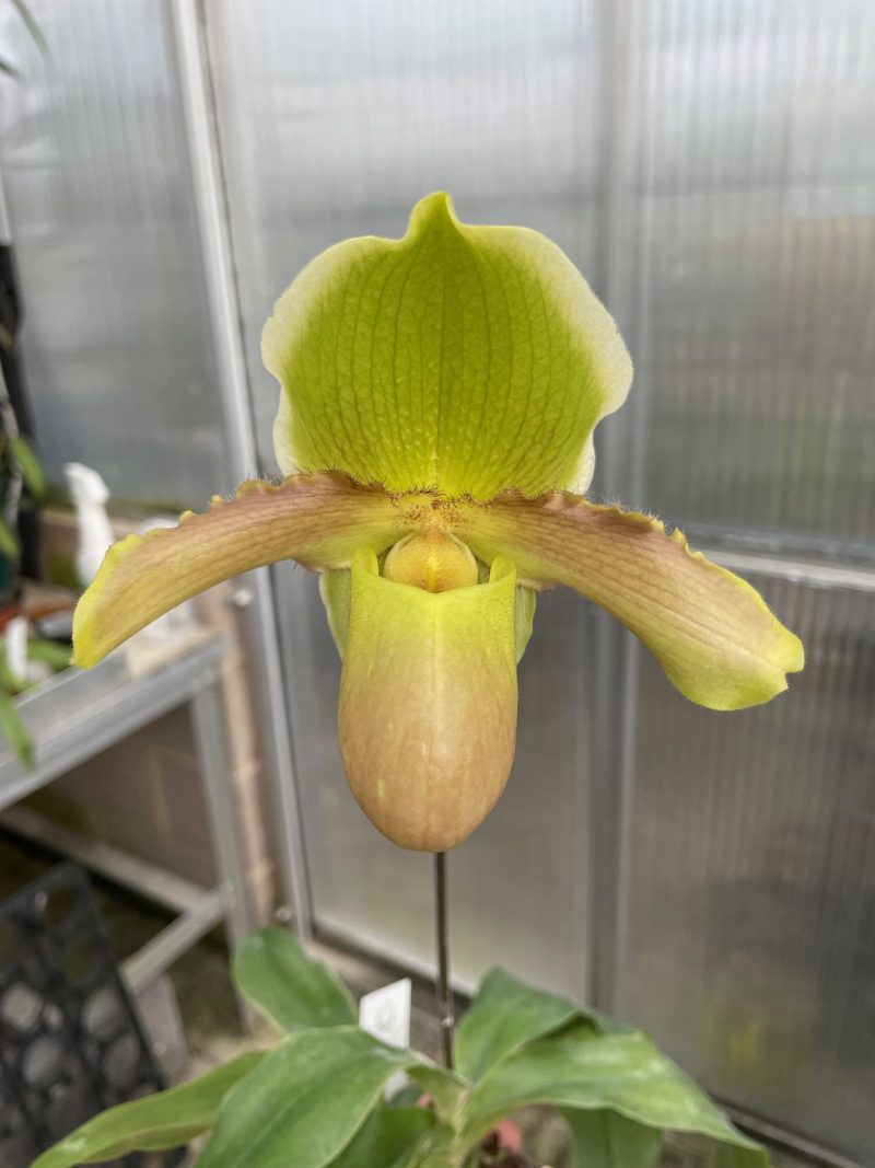 Paphiopedilum Barbie Parade (Miya Green Parade x barbigerum)