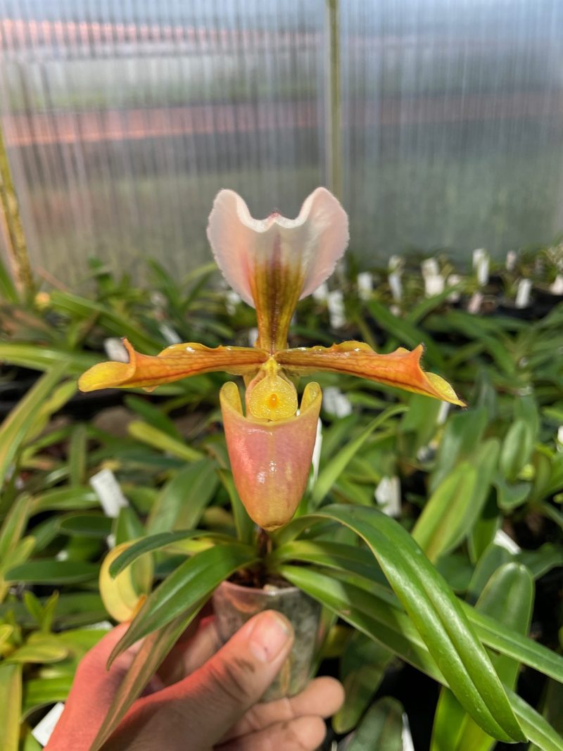Paphiopedilum (barbigerum fma. alba 'Green Gold' x villosum fma. aureum 'Glory Gold')