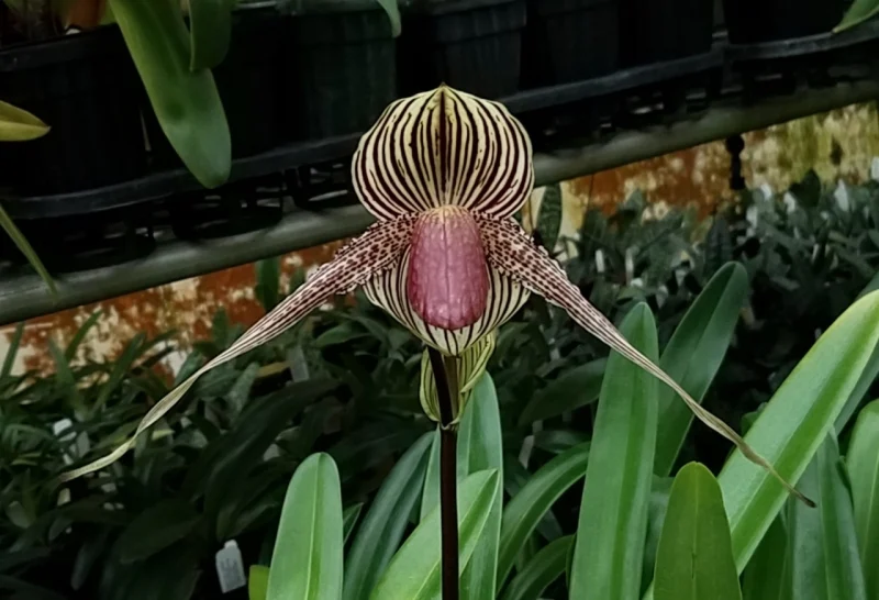 Paphiopedilum Gary Romagna (Saint Swithin 'Jumbo Jamboree' AM/AOS x rothschildianum 'New Horizon')