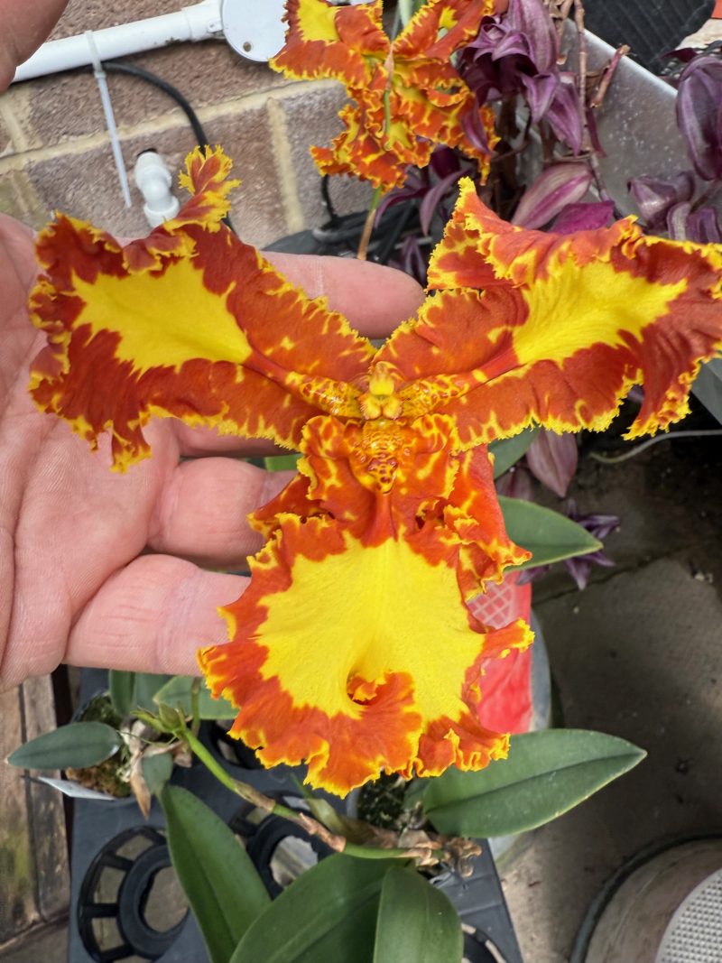 Psychopsis Mariposa 'Peloric' or '3 lipped' (papilio x Kalihi) - Image 5