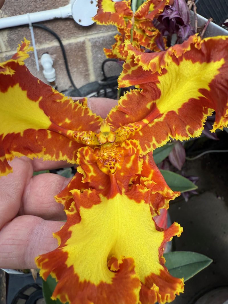 Psychopsis Mariposa 'Peloric' or '3 lipped' (papilio x Kalihi) - Image 4