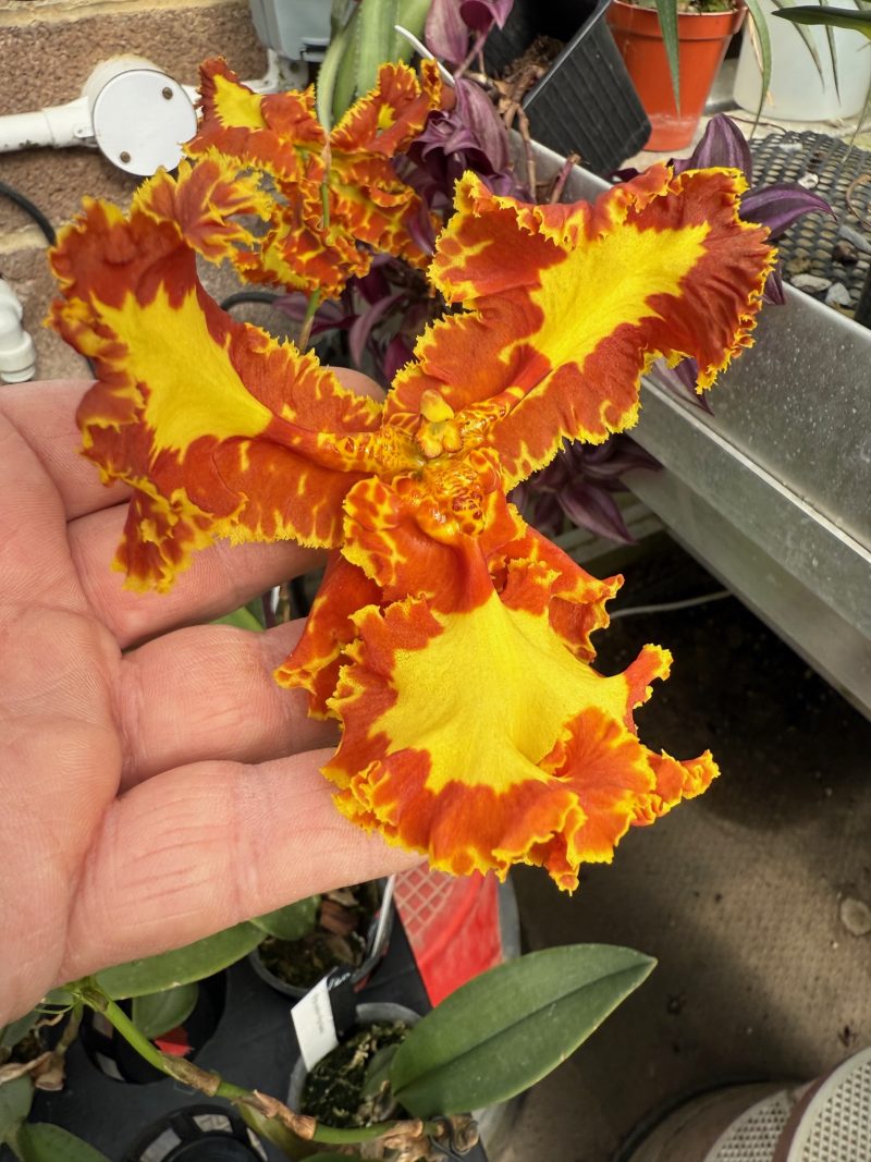 Psychopsis Mariposa 'Peloric' or '3 lipped' (papilio x Kalihi) - Image 3