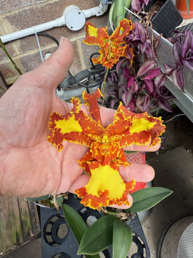 Psychopsis Mariposa 'Peloric' or '3 lipped' (papilio x Kalihi)