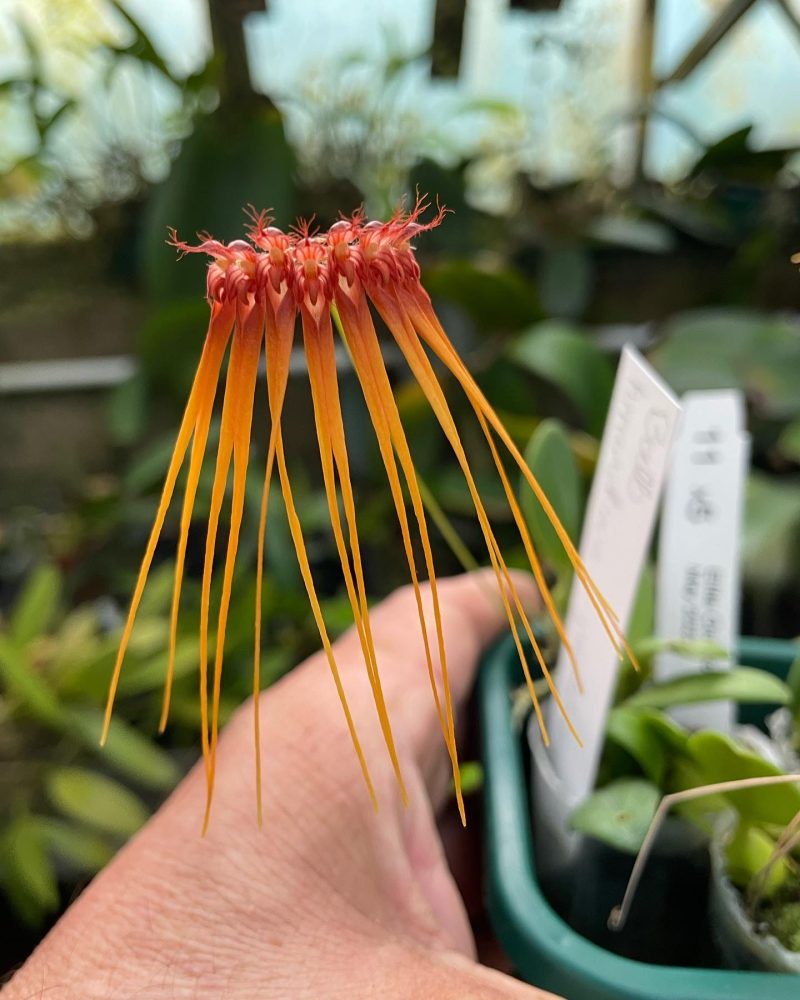 Bulbophyllum Supat Worawongwasu (Bulb. mastersianum × Bulb. loherianum) - yellow flowers - Image 2