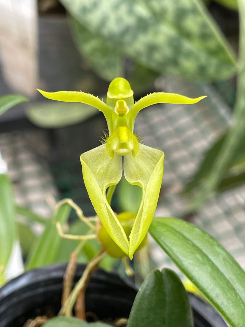 Bulbophyllum lasiochilum fma flava (album)