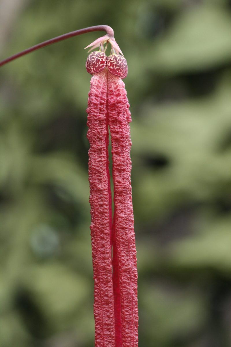 Bulbophyllum plumatum