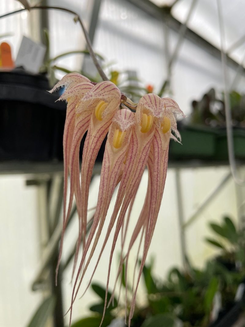 Bulbophyllum sanguineopunctatum